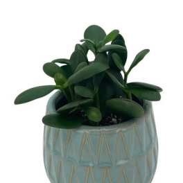 Small green succulent in a patterned ceramic pot