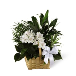 The FTD Peace & Serenity Dishgarden