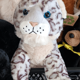Blue Eyed Leopard