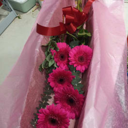 Pink gerbera daisy bouquet wrapped in pink paper with a red ribbon