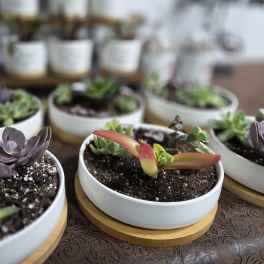 Several small succulent plants in white round pots on wooden trays
