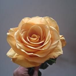 Single peach rose held in a hand