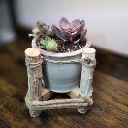 Small potted succulent arrangement in a rustic wooden holder
