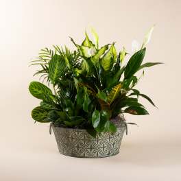 Lush green plant arrangement in a patterned metal container with white blooms