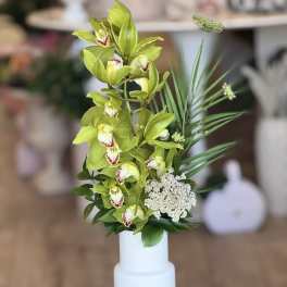 Splendid Orchid
