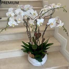 5 Large Orchids Plants (Select) in white arranged in a ceramic container.