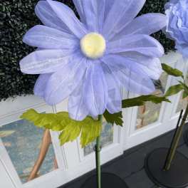 Oversized Med Sheer Ethereal Voile Daisy Bloom