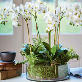 Organic Style Orchids