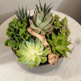 Topanga Succulents