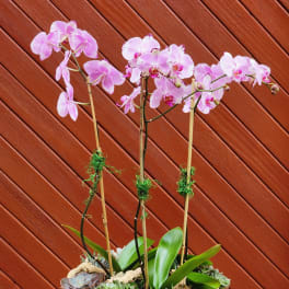 Enchanting Orchid Oasis