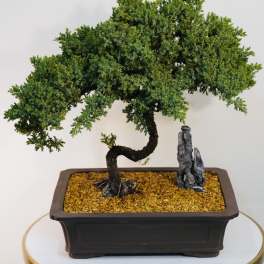 Imperial Juniper Bonsai
