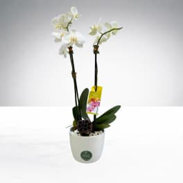 Two Stem Orchid Planter by The House of Flowers