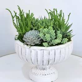 Vintage Succulent Elegance