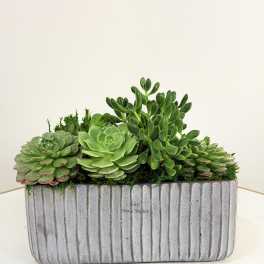 Modern Desk Succulent