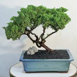 Emerald Zen Bonsai