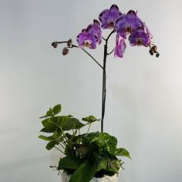 Royal Violet Orchid Garden