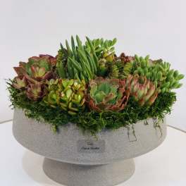 Modern Succulent Bowl Arrangement