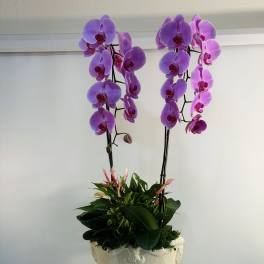 Majestic Orchid Royale