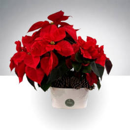 Potted red poinsettia in a white container