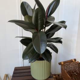 Potted rubber plant with dark glossy leaves in a ribbed green planter