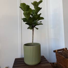 Potted fiddle leaf fig plant in a ribbed green planter