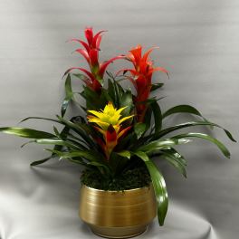 Tropical arrangement of red and yellow bromeliads in a gold pot