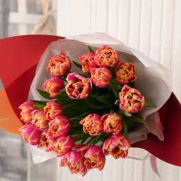 Bouquet of pink and orange tulips wrapped in white and red paper