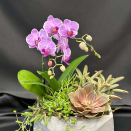 Pink orchid and succulents arranged in a concrete planter