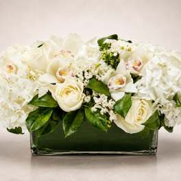 Ivory Garden Luxe