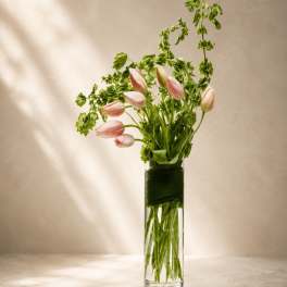 Blush Whisper Tulips