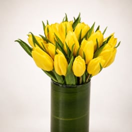 Golden Soleil Tulips