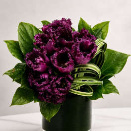 Midnight Velvet Tulips