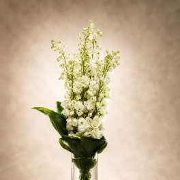 Ivory Cascade Delphiniums