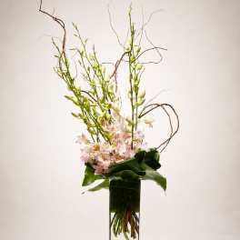 Blush Orchid Élan