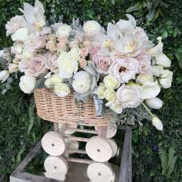 Boy or Girl