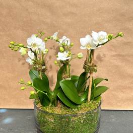 White orchids arranged in a low round planter with moss