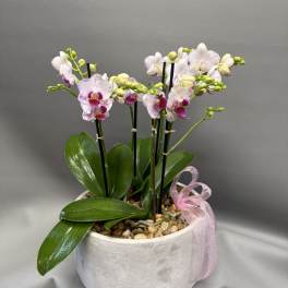 Mom’s Garden of Grace