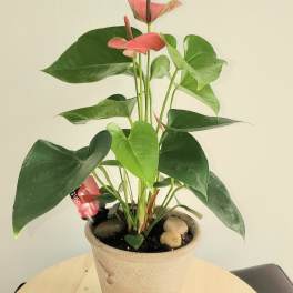 Potted anthurium plant with pink spathes and glossy green leaves