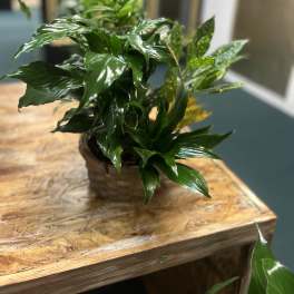 Classic Garden