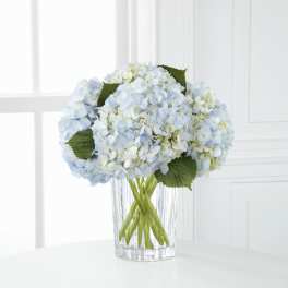 Blue hydrangea bouquet in a clear glass vase