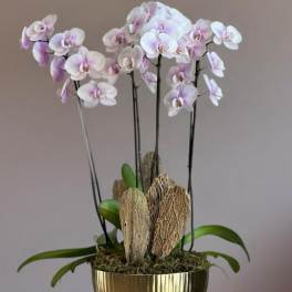 Potted orchid arrangement with pale pink and white blooms in a gold pedestal planter