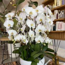 White orchids arranged in a white bowl on a table.