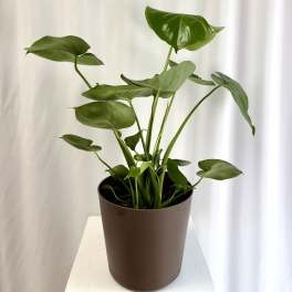 Potted green houseplant with broad glossy leaves in a brown container