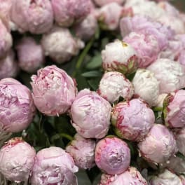 Cluster of pale pink peony blooms with dark green foliage