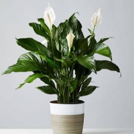 Large Peace Lily Plant