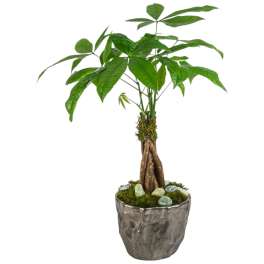 Money Tree by BloomNation™
