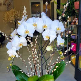 Tall white phalaenopsis orchid plant with pussy willow branches in a white bowl.