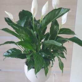 Peace lily