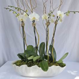 Long white planter with white phalaenopsis orchids, moss, and tall curly branches arranged upright.