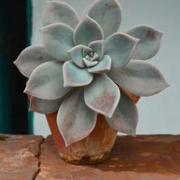Potted succulent with pale gray rosette leaves